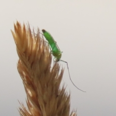 Chironomidae (family) (Non-biting Midge) at Lake Tuggeranong - 3 Jan 2023 by RodDeb