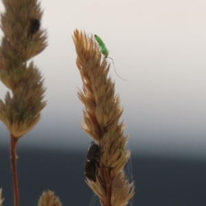 Chironomidae (family) at Greenway, ACT - 3 Jan 2023