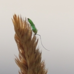 Chironomidae (family) at Greenway, ACT - 3 Jan 2023