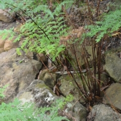 Pteris tremula (Tender Brake) at Jamberoo, NSW - 2 Jan 2023 by plants