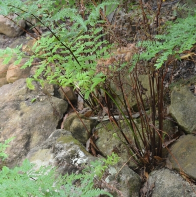 Pteris tremula (Tender Brake) at Jamberoo, NSW - 2 Jan 2023 by plants