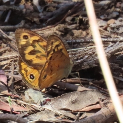 Heteronympha merope (Common Brown Butterfly) at Kambah, ACT - 3 Jan 2023 by RodDeb