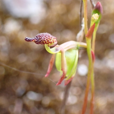 Caleana minor (Small Duck Orchid) at Morton National Park - 30 Nov 2022 by AnneG1