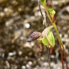 Caleana minor at Sassafras, NSW - suppressed