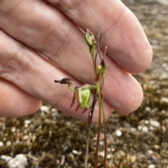 Caleana minor at Sassafras, NSW - suppressed