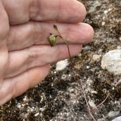 Caleana minor at Sassafras, NSW - suppressed