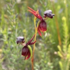 Caleana major (Large Duck Orchid) at Morton National Park - 30 Nov 2022 by AnneG1