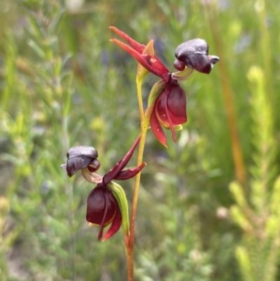 Caleana major (Large Duck Orchid) at Sassafras, NSW - 30 Nov 2022 by AnneG1