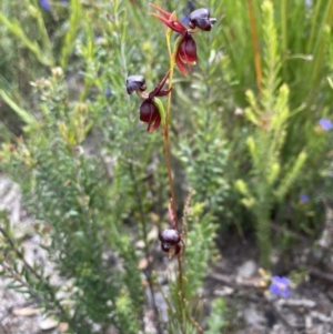 Caleana major at Sassafras, NSW - 30 Nov 2022