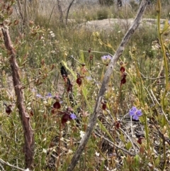 Caleana major at Sassafras, NSW - 30 Nov 2022