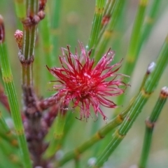 Allocasuarina littoralis (Black She-oak) at Morton National Park - 3 Nov 2022 by RobG1