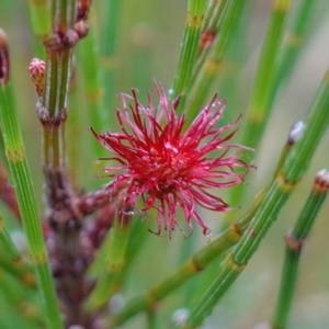 Allocasuarina littoralis at Boolijah, NSW - suppressed