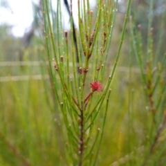 Allocasuarina littoralis at Boolijah, NSW - 3 Nov 2022