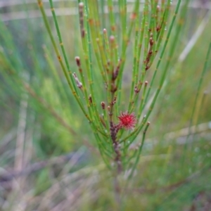 Allocasuarina littoralis at Boolijah, NSW - suppressed