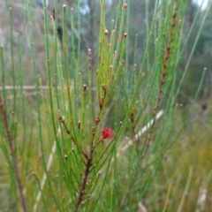 Allocasuarina littoralis at Boolijah, NSW - suppressed