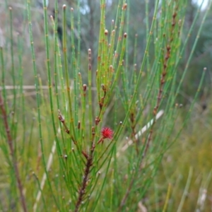 Allocasuarina littoralis at Boolijah, NSW - suppressed
