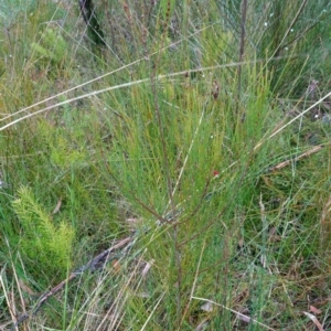 Allocasuarina littoralis at Boolijah, NSW - suppressed