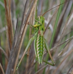 Chlorodectes baldersoni (A katydid) at Morton National Park - 30 Nov 2022 by AnneG1