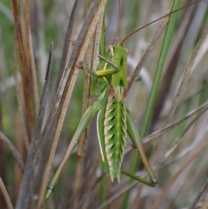 Chlorodectes baldersoni at Boolijah, NSW - suppressed