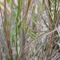 Chlorodectes baldersoni at Boolijah, NSW - 30 Nov 2022