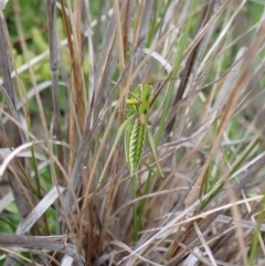 Chlorodectes baldersoni at Boolijah, NSW - 30 Nov 2022