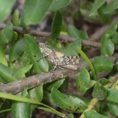 Acrididae sp. (family) (Unidentified Grasshopper) at Morton National Park - 30 Nov 2022 by AnneG1