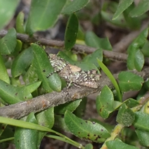 Acrididae sp. (family) at Boolijah, NSW - suppressed