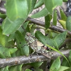 Acrididae sp. (family) at Boolijah, NSW - 30 Nov 2022