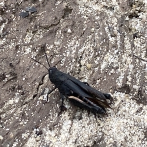 Cirphula pyrrhocnemis at Boolijah, NSW - suppressed