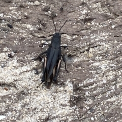 Cirphula pyrrhocnemis at Boolijah, NSW - suppressed