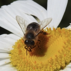 Apis mellifera (European honey bee) at Burradoo - 31 Dec 2022 by GlossyGal