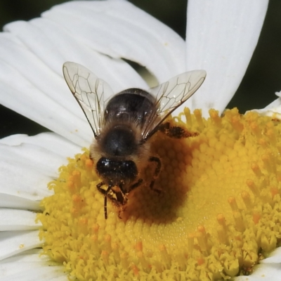 Apis mellifera (European honey bee) at Burradoo, NSW - 31 Dec 2022 by GlossyGal