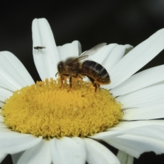 Apis mellifera at Burradoo, NSW - 31 Dec 2022