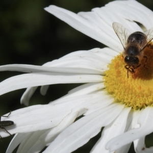 Apis mellifera at Burradoo, NSW - 31 Dec 2022