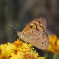 Heteronympha merope (Common Brown Butterfly) at Kambah, ACT - 3 Jan 2023 by MatthewFrawley