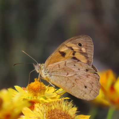 Heteronympha merope (Common Brown Butterfly) at Mount Taylor - 3 Jan 2023 by MatthewFrawley