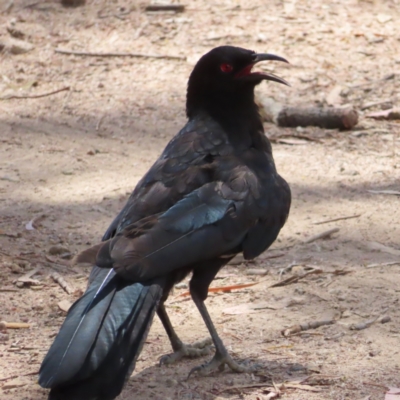 Corcorax melanorhamphos (White-winged Chough) at Mount Taylor - 3 Jan 2023 by MatthewFrawley