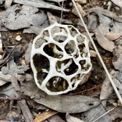 Ileodictyon gracile (Smooth Cage) at Black Mountain - 28 Sep 2022 by HelenWay