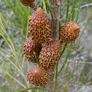 Allocasuarina distyla at Boolijah, NSW - 30 Nov 2022