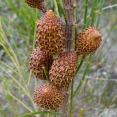 Allocasuarina distyla (Shrubby Sheoak) at Boolijah, NSW - 30 Nov 2022 by RobG1