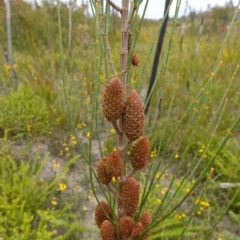 Allocasuarina distyla at Boolijah, NSW - 30 Nov 2022