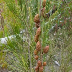 Allocasuarina distyla at Boolijah, NSW - 30 Nov 2022