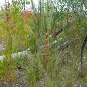 Allocasuarina distyla at Boolijah, NSW - 30 Nov 2022