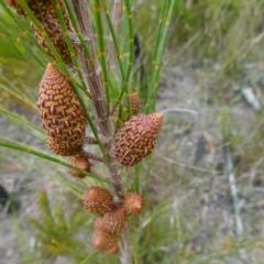 Allocasuarina distyla at Boolijah, NSW - 30 Nov 2022