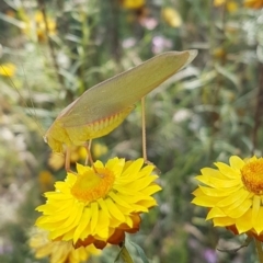 Caedicia simplex (Common Garden Katydid) at Theodore, ACT - 3 Jan 2023 by VeraKurz