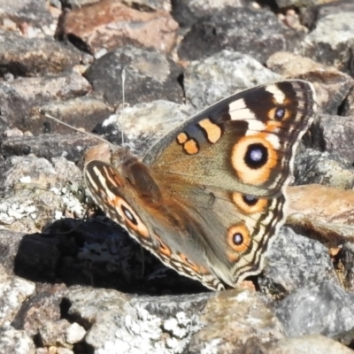 Junonia villida (Meadow Argus) at Mount Taylor - 2 Jan 2023 by JohnBundock