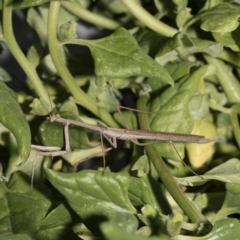 Unidentified Praying mantis (Mantodea) at Scullin, ACT - 3 Jan 2023 by Dalice