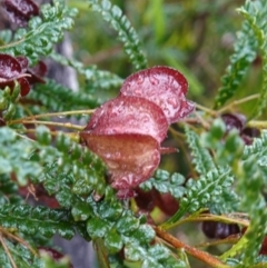 Dodonaea multijuga (A Hopbush) at Morton National Park - 3 Nov 2022 by RobG1