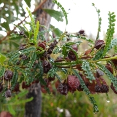 Dodonaea multijuga at Boolijah, NSW - 3 Nov 2022