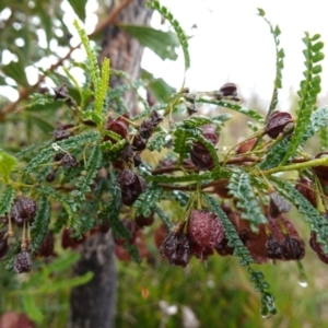 Dodonaea multijuga at Boolijah, NSW - suppressed